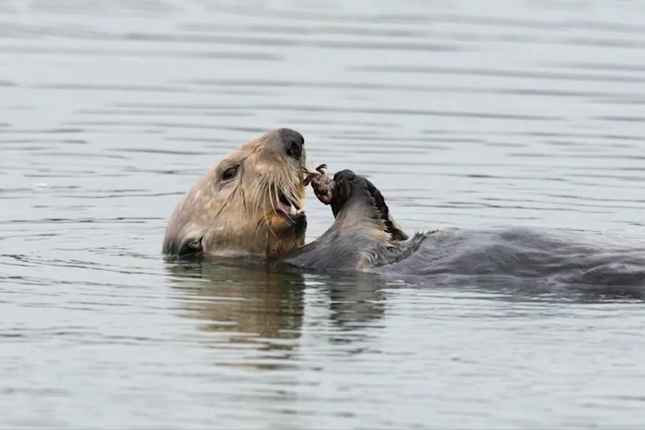 Sea otter's return opened path to restore West Coast salt marsh