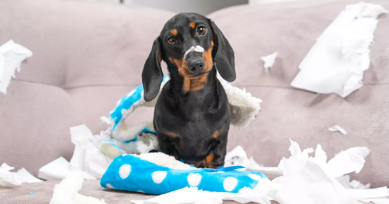 Überforderung nach Hundekauf häufig: Tiroler Experten sehen auch Sachkundenachweis skeptisch