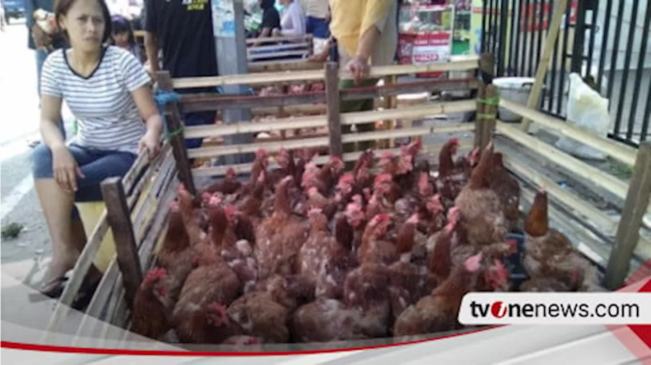 Harga Ayam Potong dan Telur Alami Kenaikan Menjelang Ramadhan