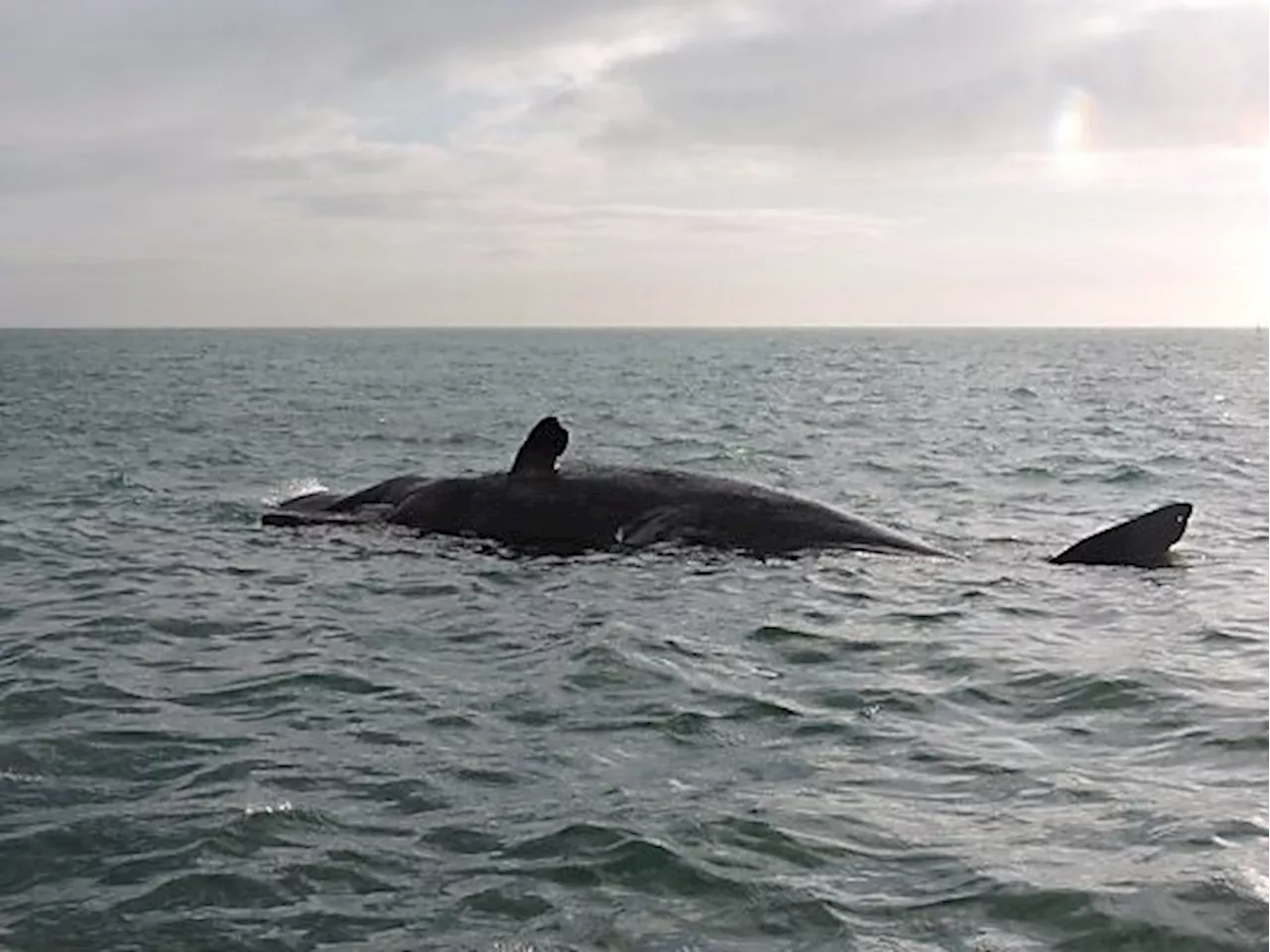 Rund 20 Meter langer Pottwal vor Floridas Küste gestrandet