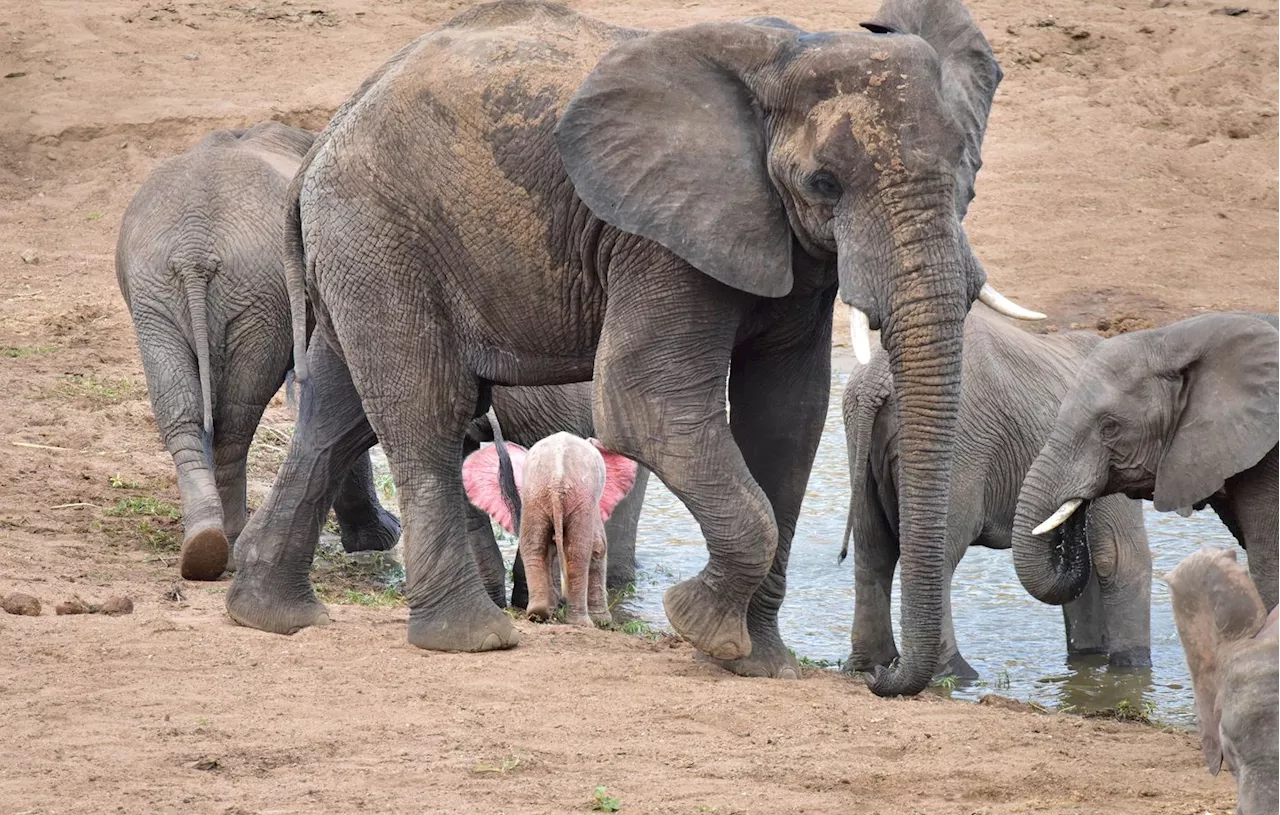 Un rarissime éléphant rose photographié dans un parc en Afrique du Sud