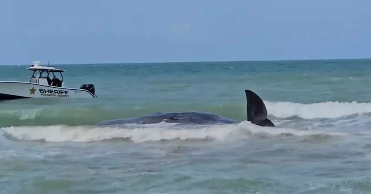 Sperm whale beached off Venice, Florida, officials say