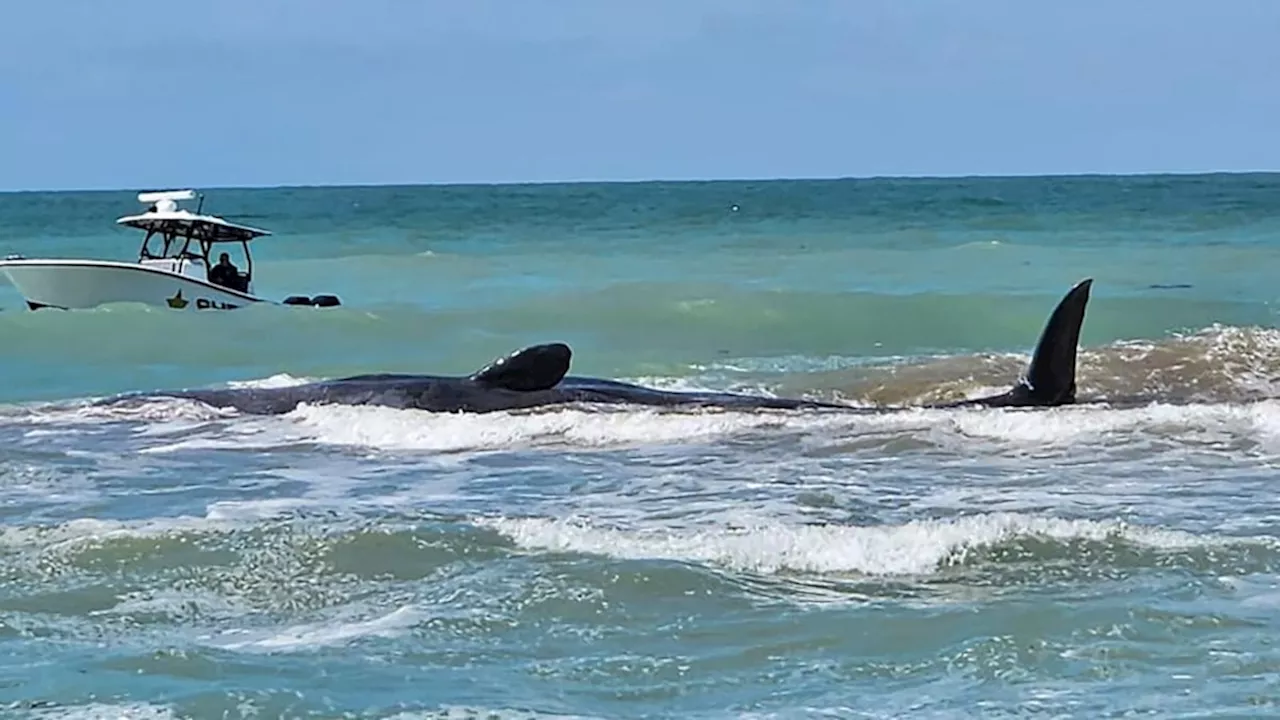 Sperm whale dies after beaching itself on Florida's Gulf Coast