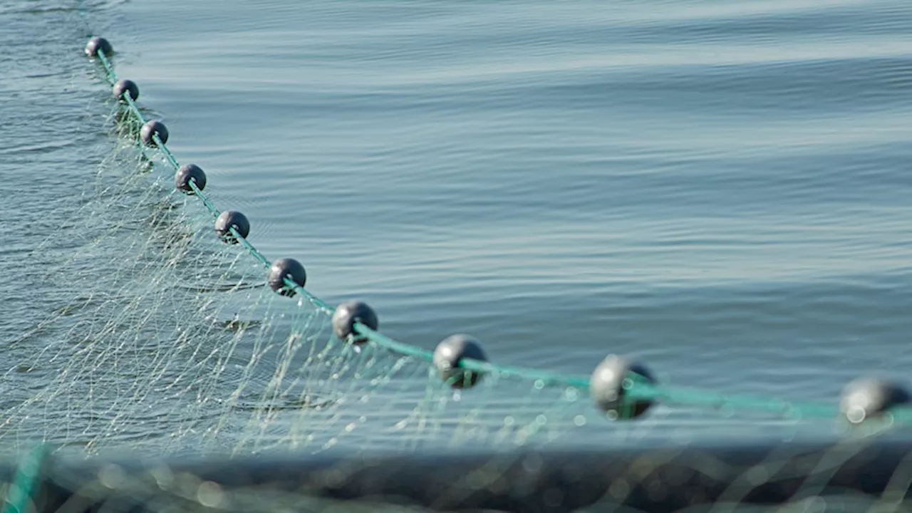 Queensland Fisheries says Great Barrier Reef gillnet fishing licences will not be revoked