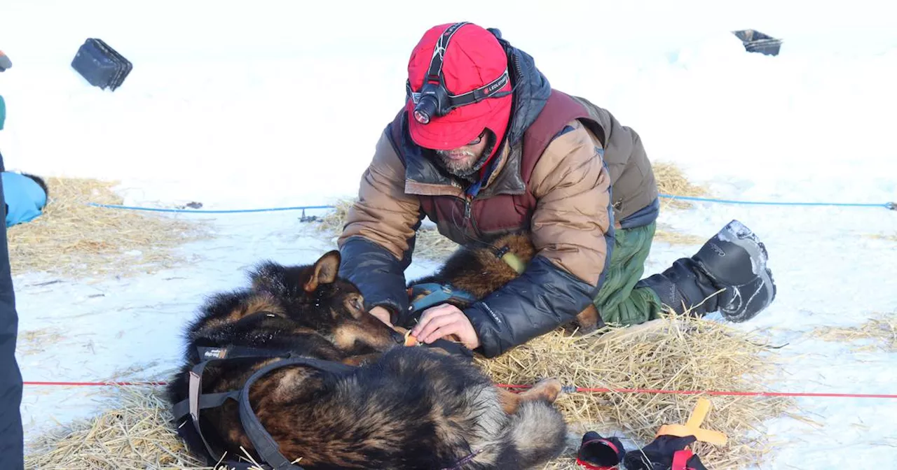 Dog dies during Iditarod Trail Sled Dog Race