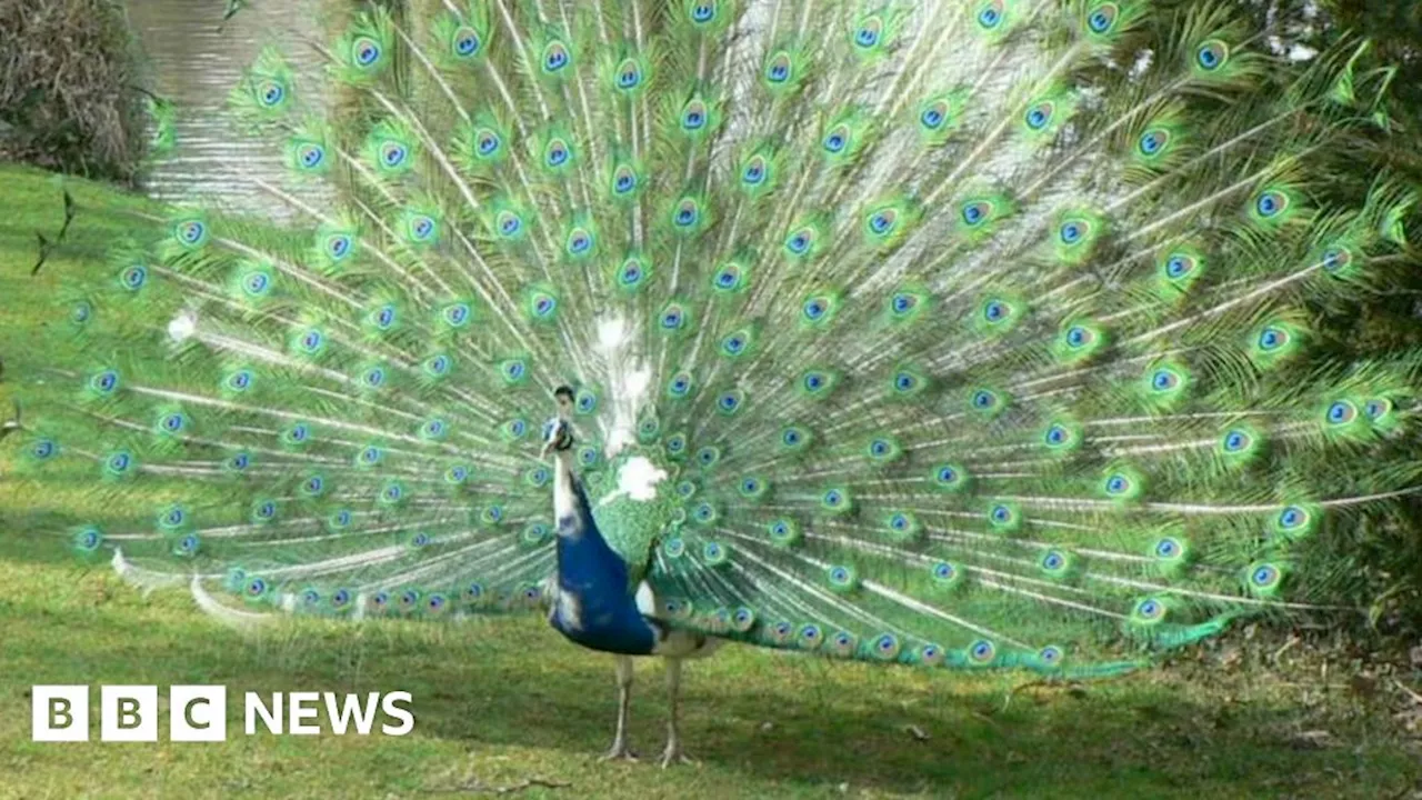 Plan for Norfolk house that 'would disturb peacocks' rejected