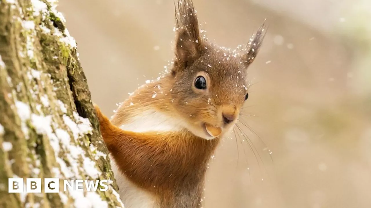 Red squirrels row over Cockermouth housing plans