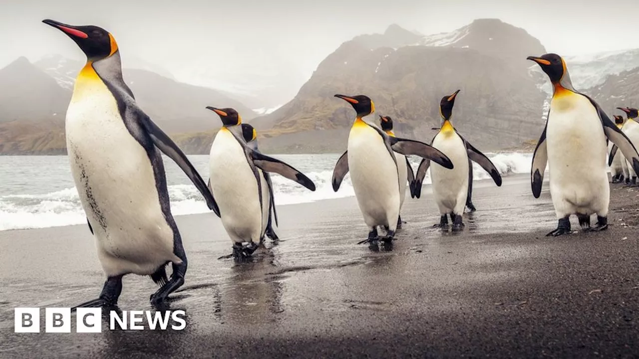 South Georgia: Bird flu infects penguins at famous wildlife haven