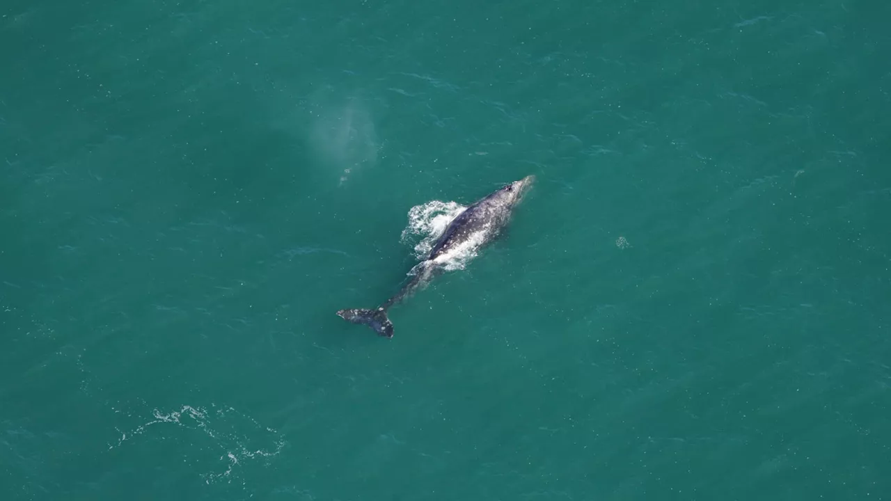 Atlantique: une baleine grise observée en Nouvelle-Angleterre, une première depuis deux siècles