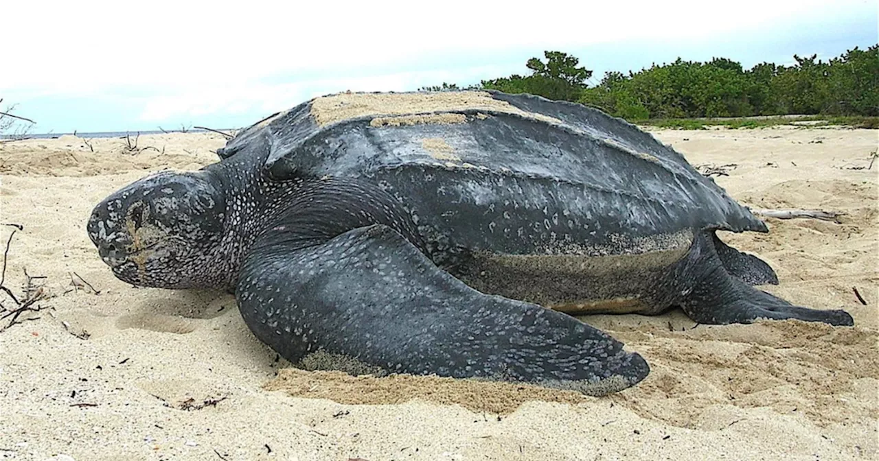 8 children, 1 adult die after eating sea turtle meat in Zanzibar, officials say