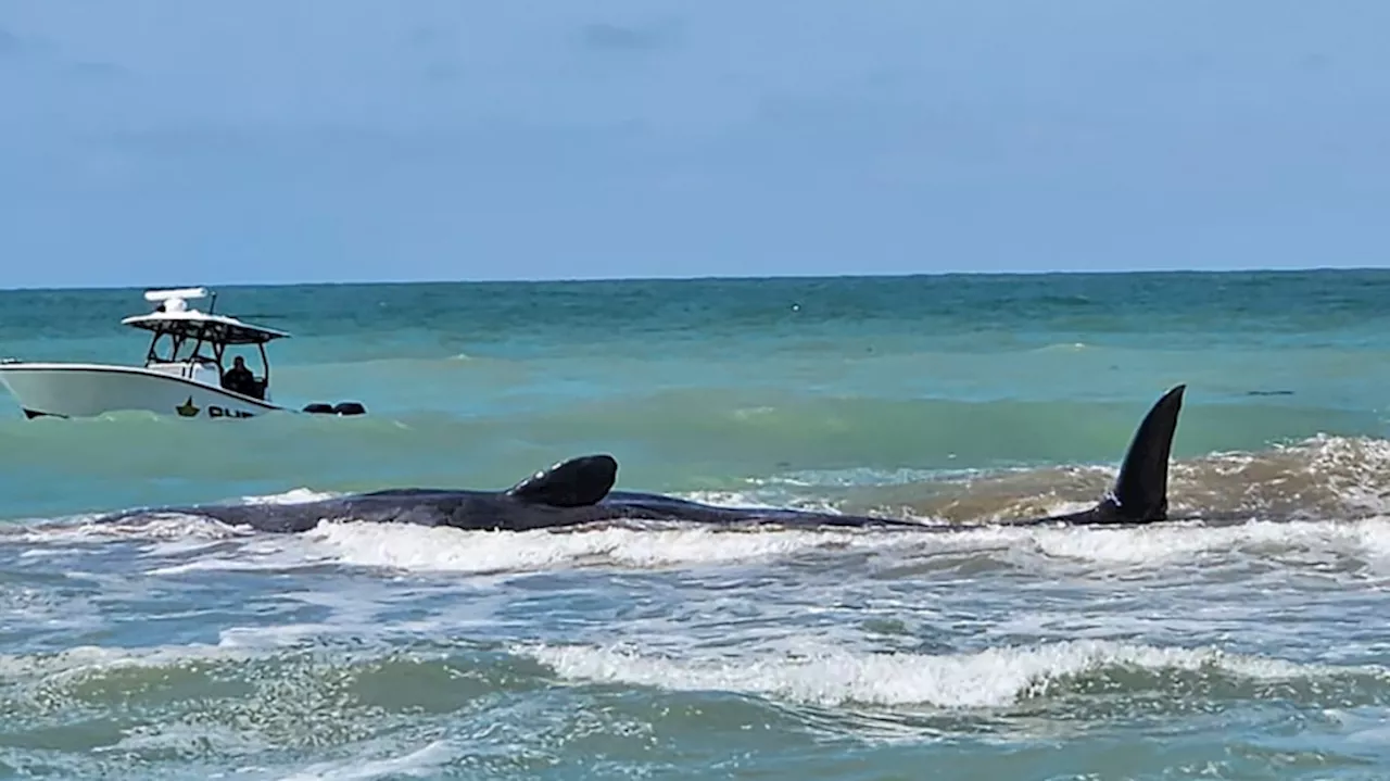 Authorities are trying to help a sperm whale beached off Florida's Gulf Coast