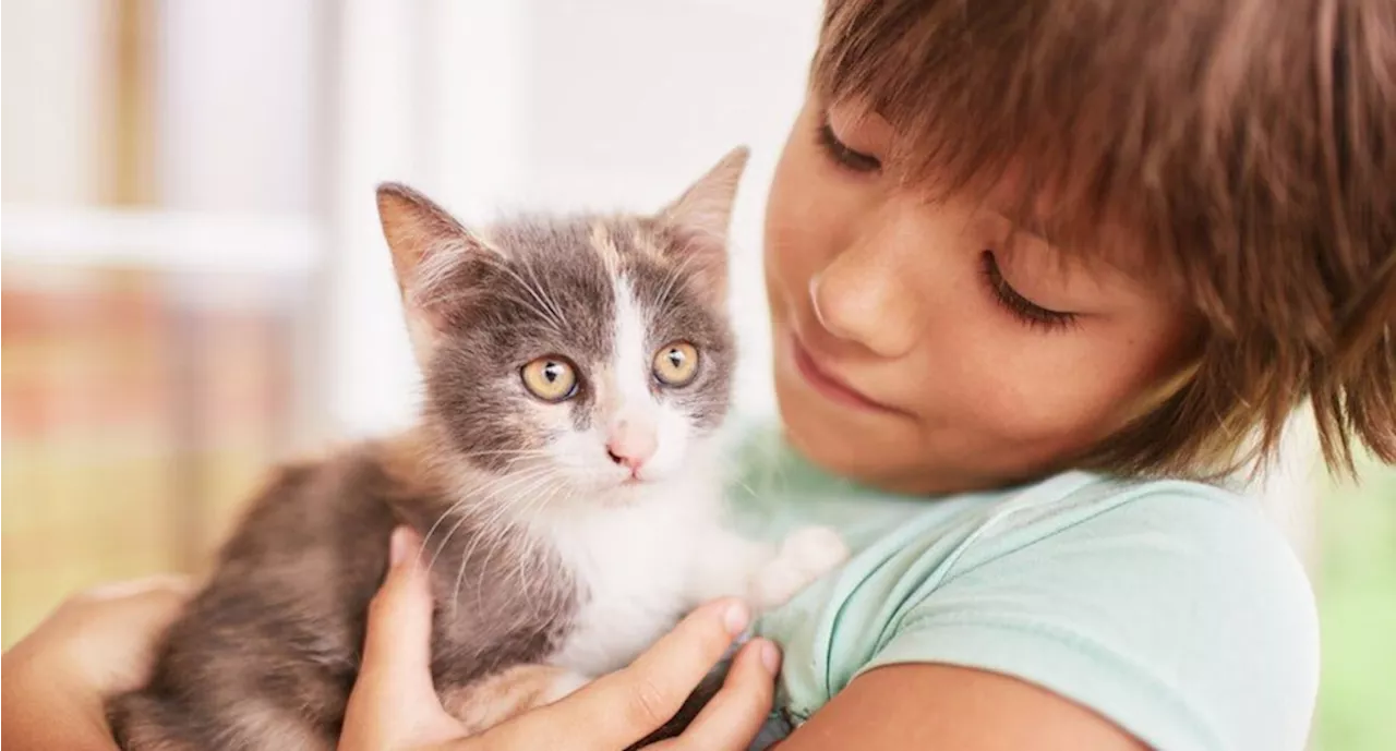 Conoce el motivo por el que los gatos muerden las manos, según técnica en psicología felina