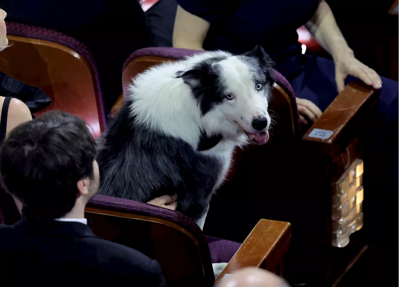 Messi, el perro actor tiene su puesto preferencial en los Premios Óscar