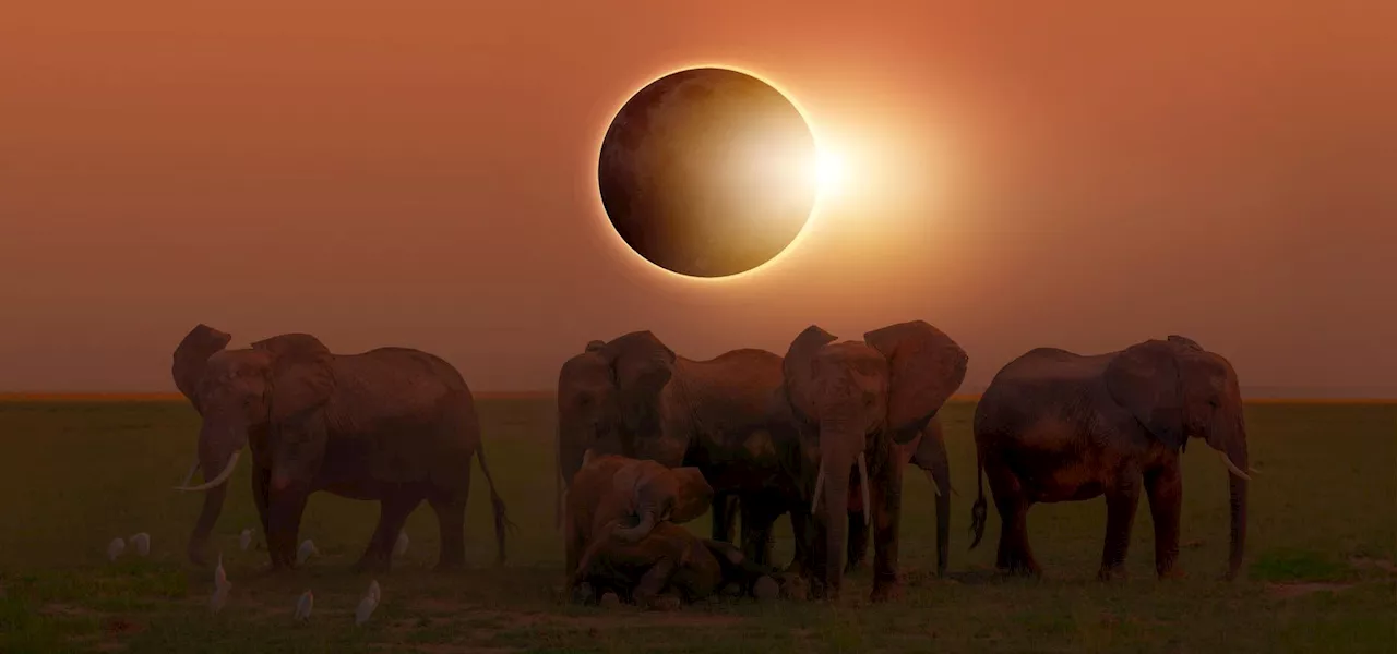 From Elephants To Pig Parties: Quirky Ways To Experience April’s Total Solar Eclipse