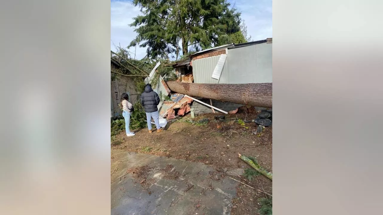 Tree Uprooted by Heavy Winds Damages Mobile Homes