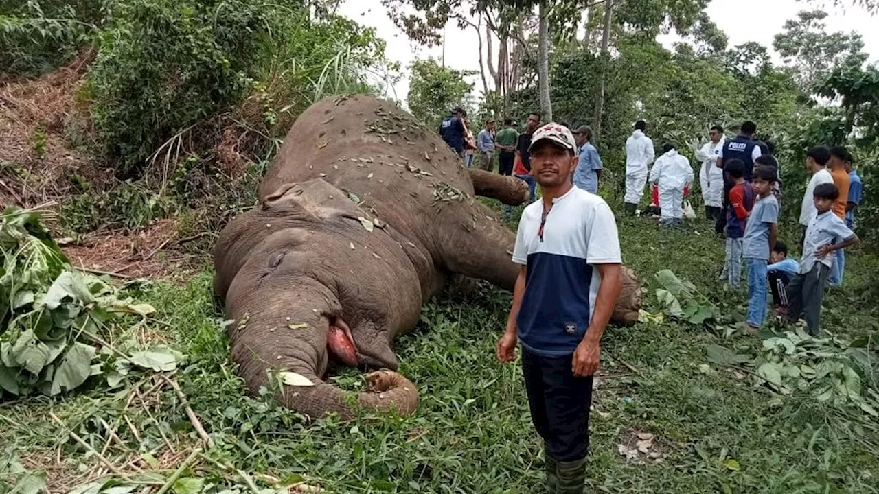 Diduga Tersetrum, Gajah Sumatera di Aceh Mati di Kebun Warga