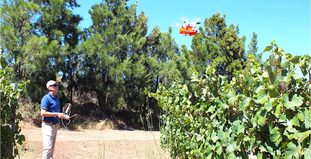 South African wine farm uses drones to deliver beneficial insects