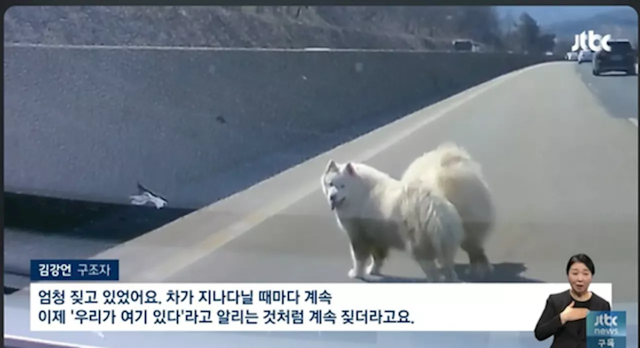 '주인이 데려갔어요' 벌벌 떨던 사모예드 2마리 '집으로'