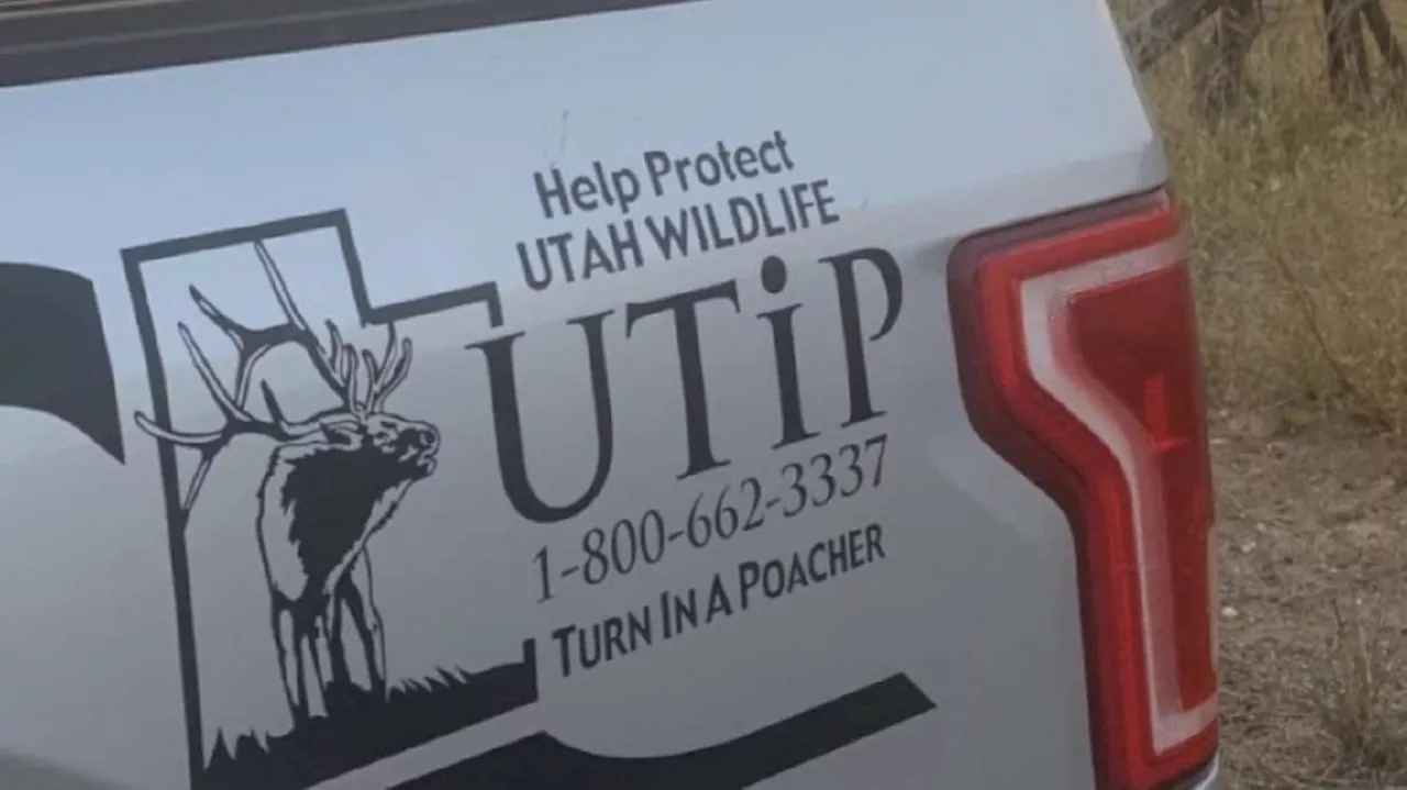 Conservation officers seek public's help after 4 deer found headless in Utah County