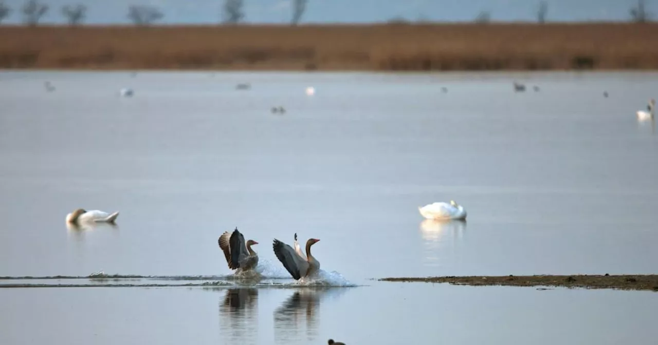 BirdLife warnt vor uneingeschränkter Grundwasserentnahme im Seewinkel