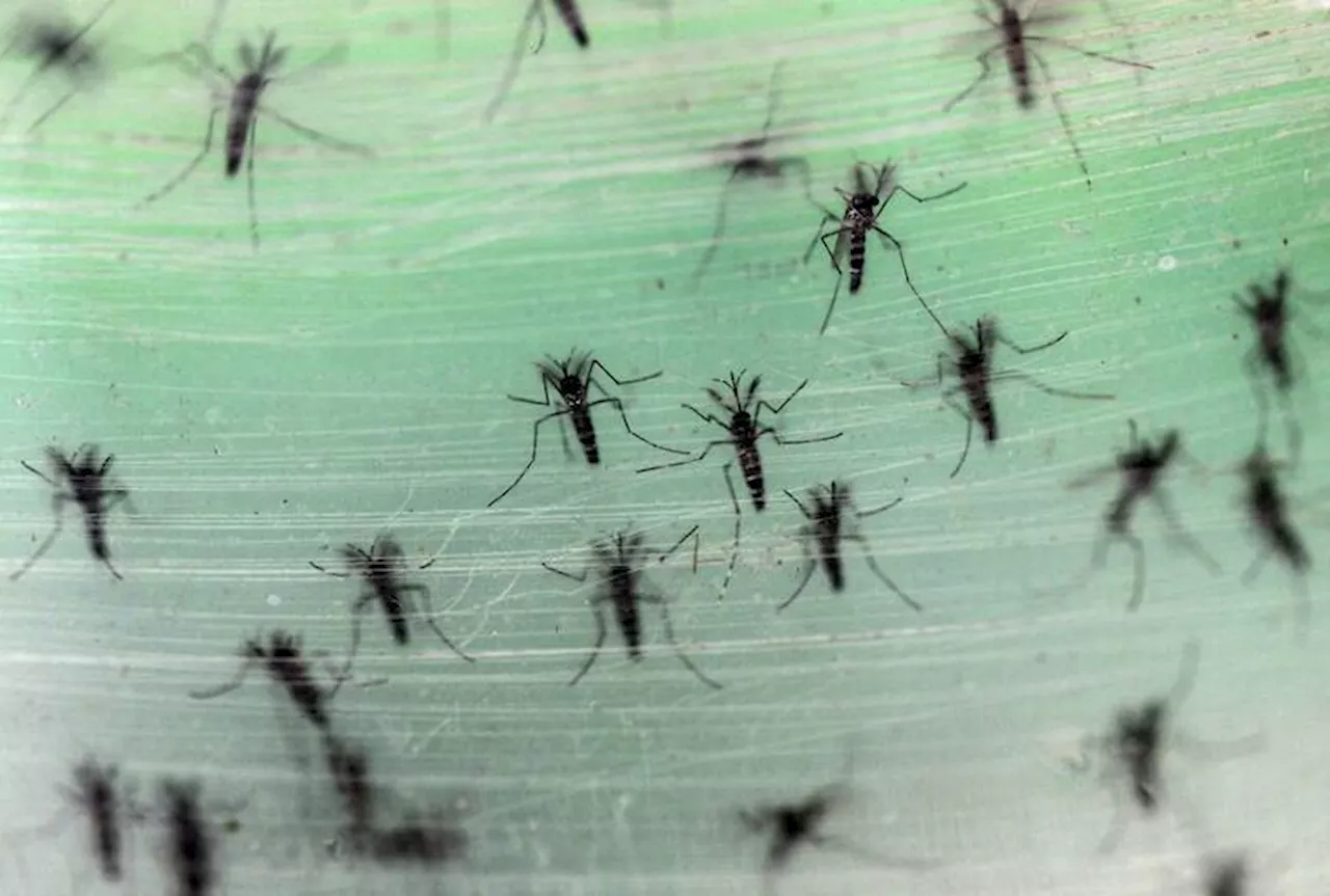 Dengue: la alarmante crisis de dengue que sufre Brasil es una advertencia para el mundo entero