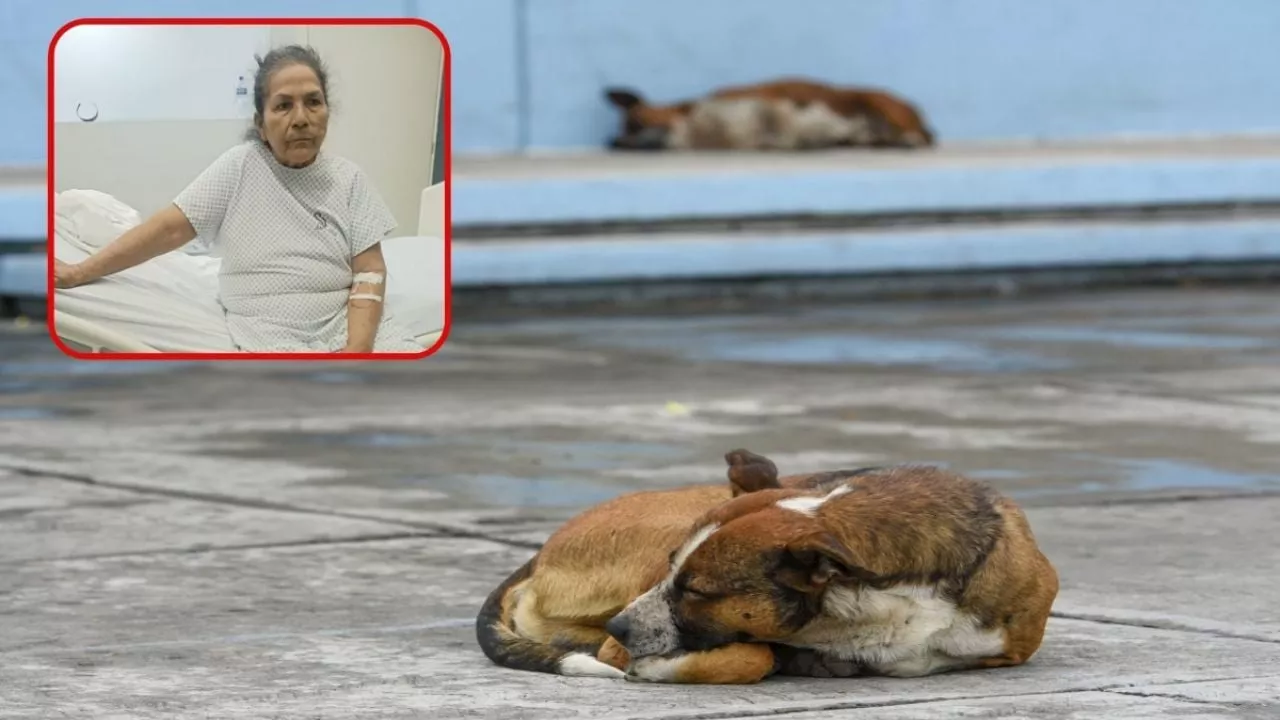 Ana rescata perros y gatos, tras enfermar y no poder trabajar ahora vende sus muebles para darles de comer