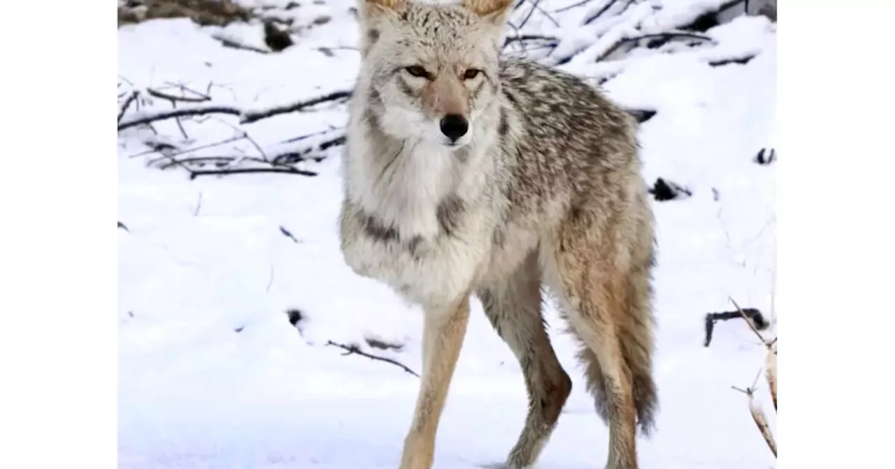 Joshua Tree’s famed three-legged coyote Tripod is in danger of being loved to death