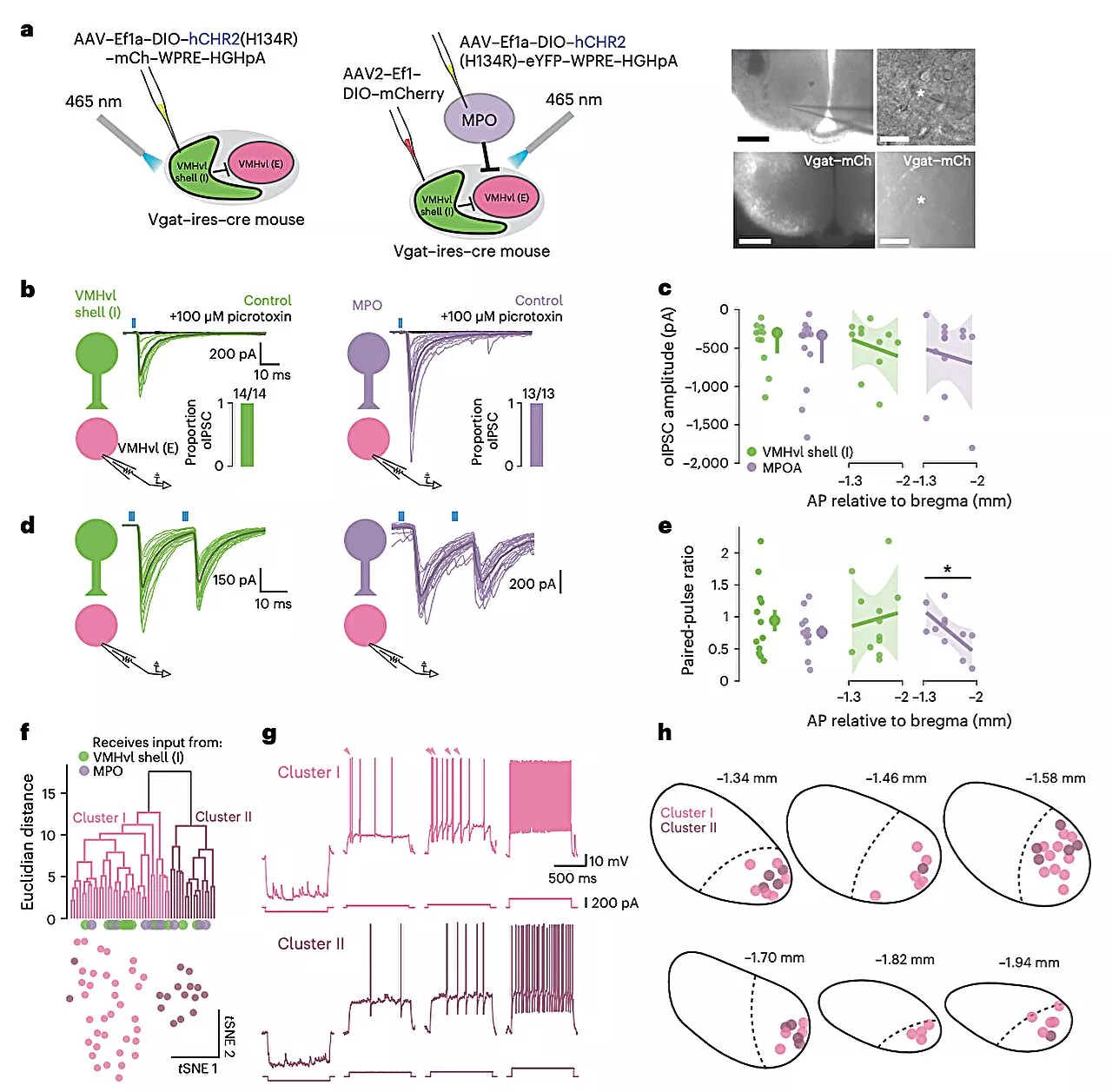 Study offers insights into neural mechanisms involved in progression from aggressive motivation to action