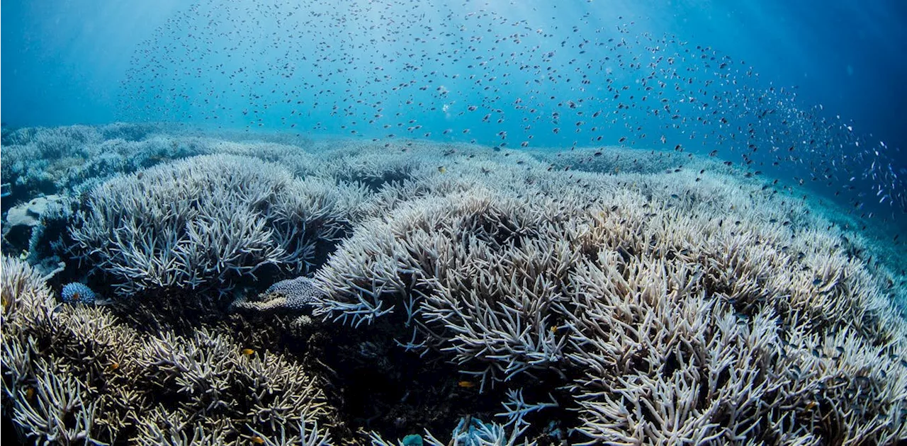 Fifth Bout of Bleaching Hits Great Barrier Reef