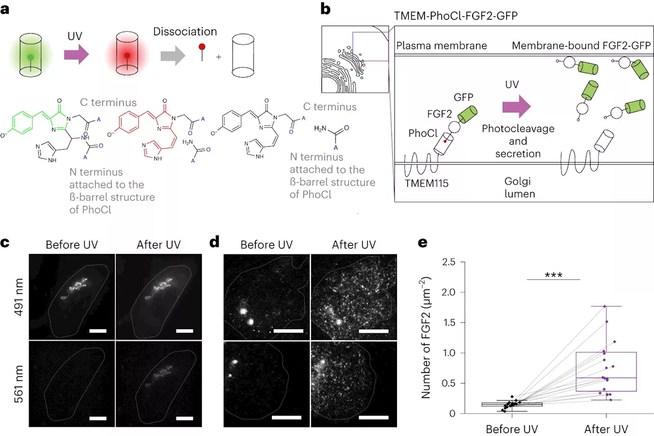 Research team develops new technique to release and study individual proteins in cells