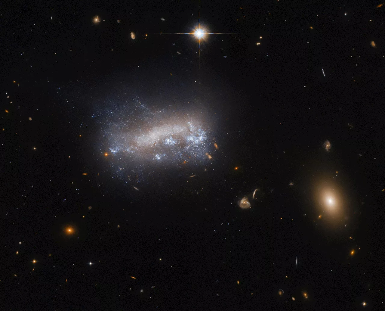 Magellanic Spiral Galaxies Decoded: Hubble Captures LEDA 42160