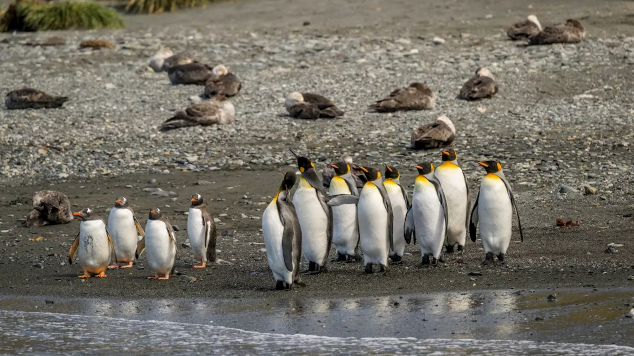 Bird flu hits king penguins for the first time, British scientists reveal