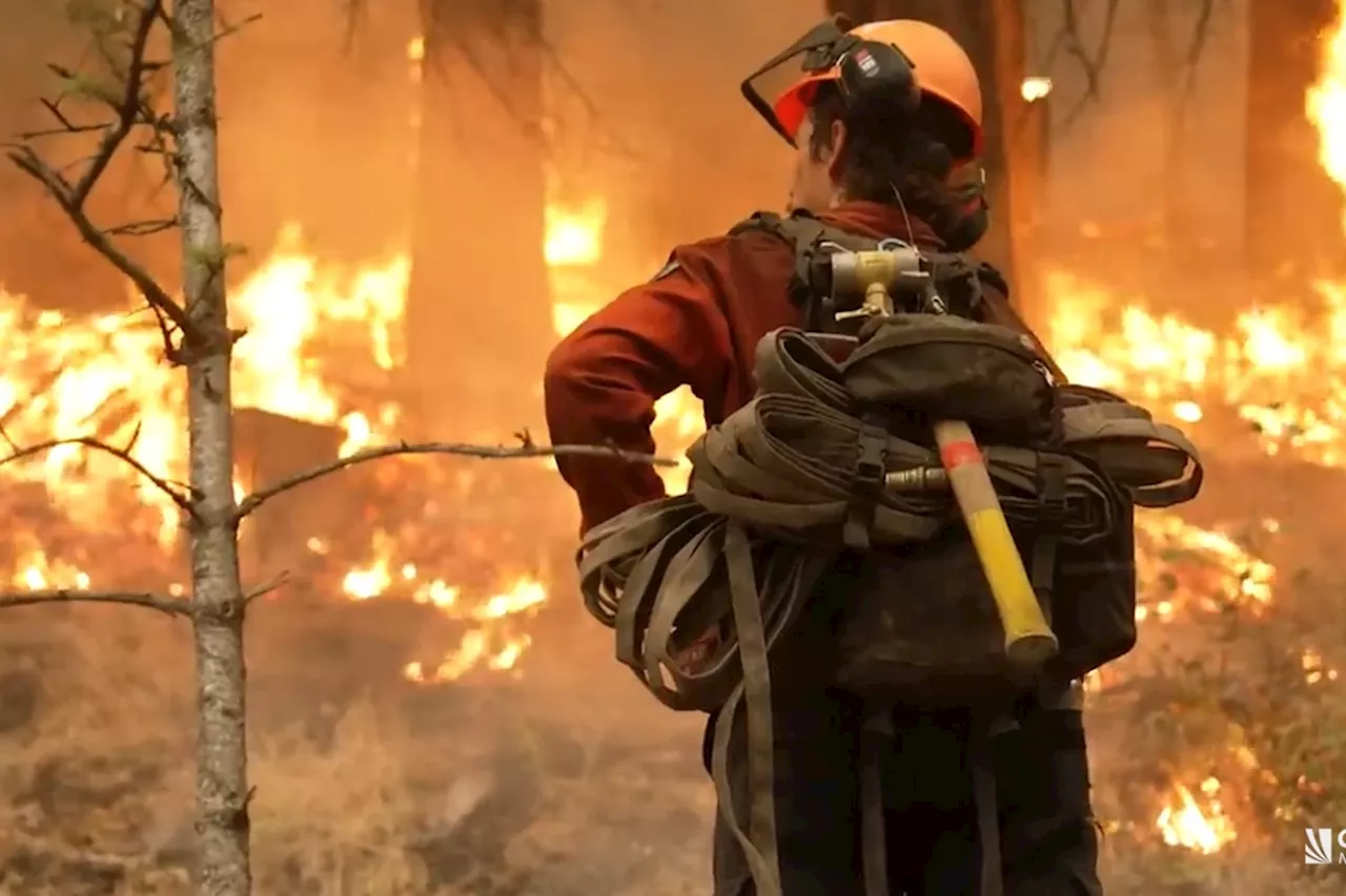 'I'm actually surprised': BC Wildfire Service sees big increase in firefighter applicants