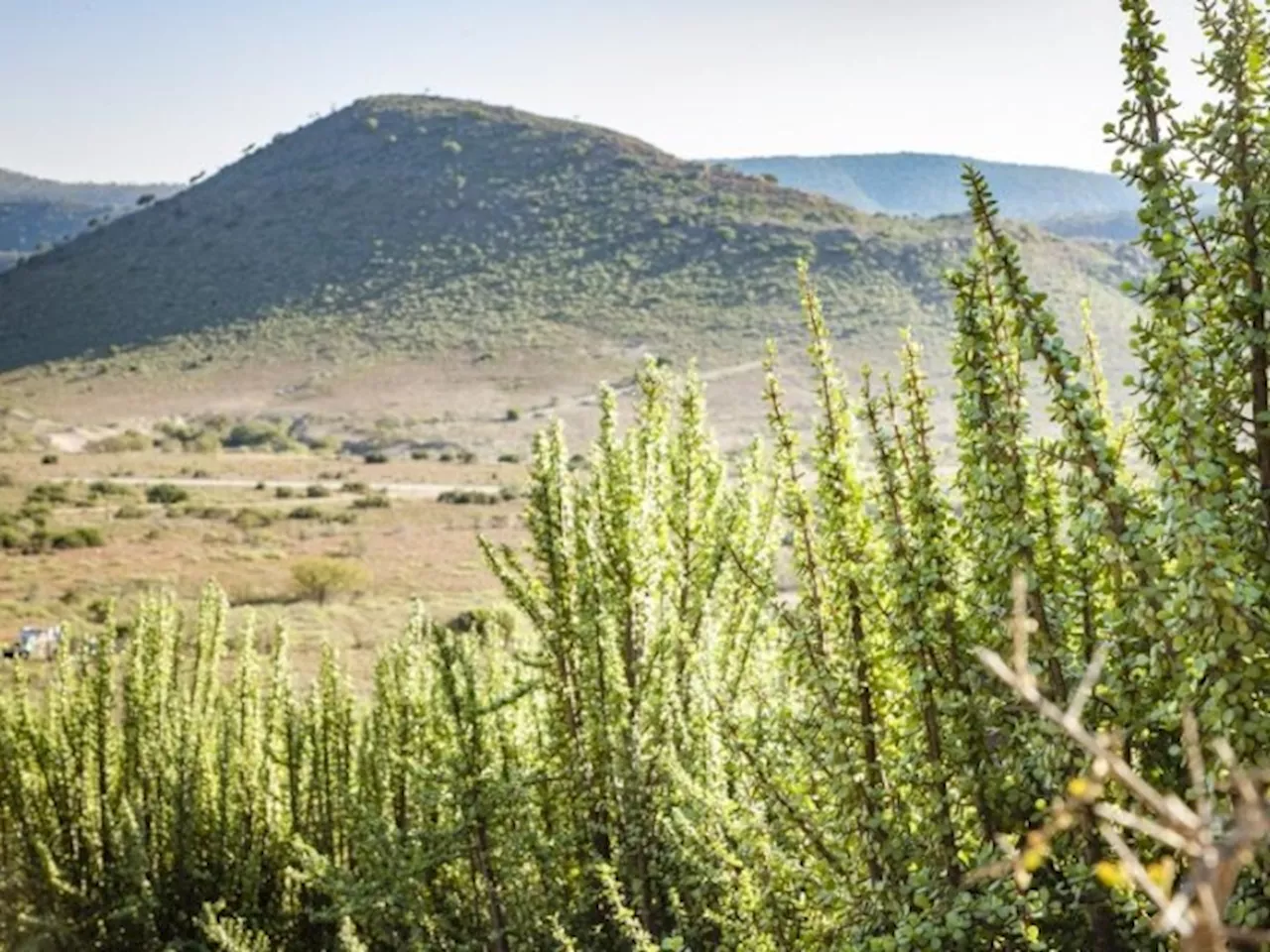 Why This South African Succulent Is A “Miracle Plant”