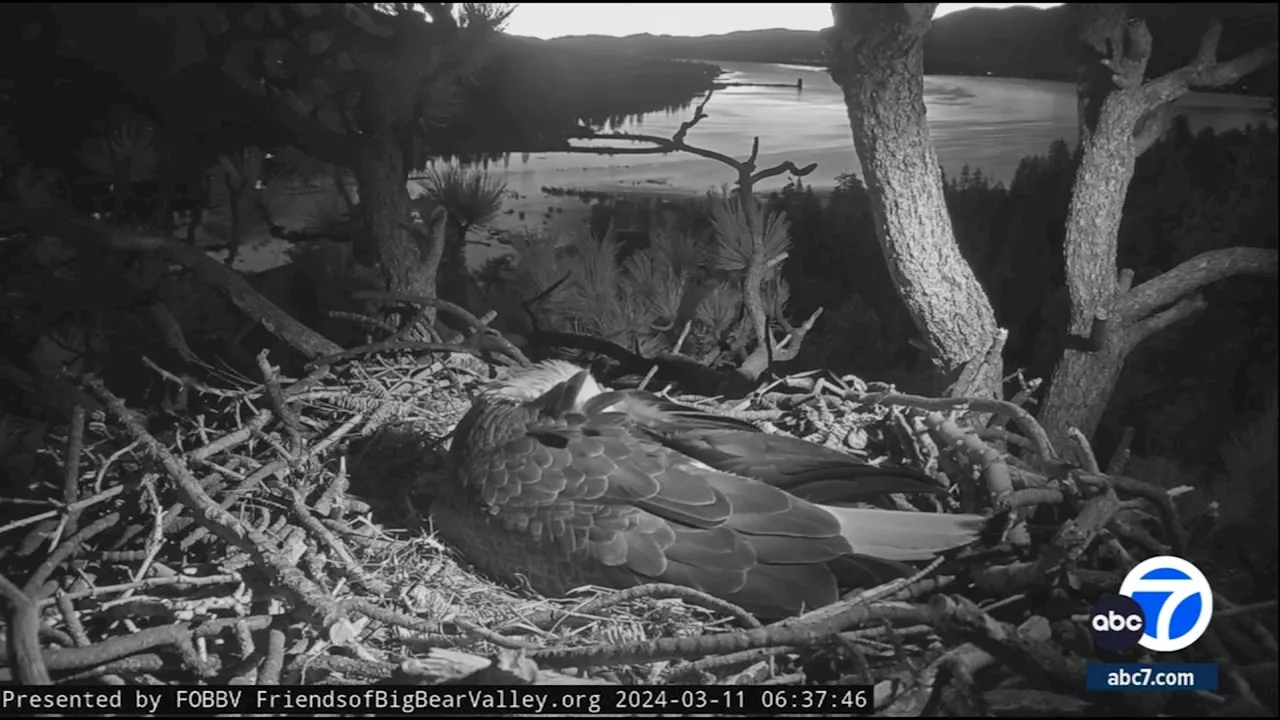 One of Big Bear eagles' eggs no longer viable to hatch, expert says