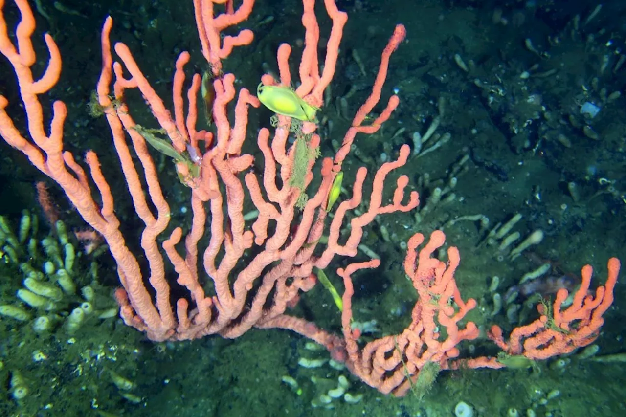 Coral reef that 'shouldn't exist' thrives off B.C.'s Pacific Ocean, biologist says