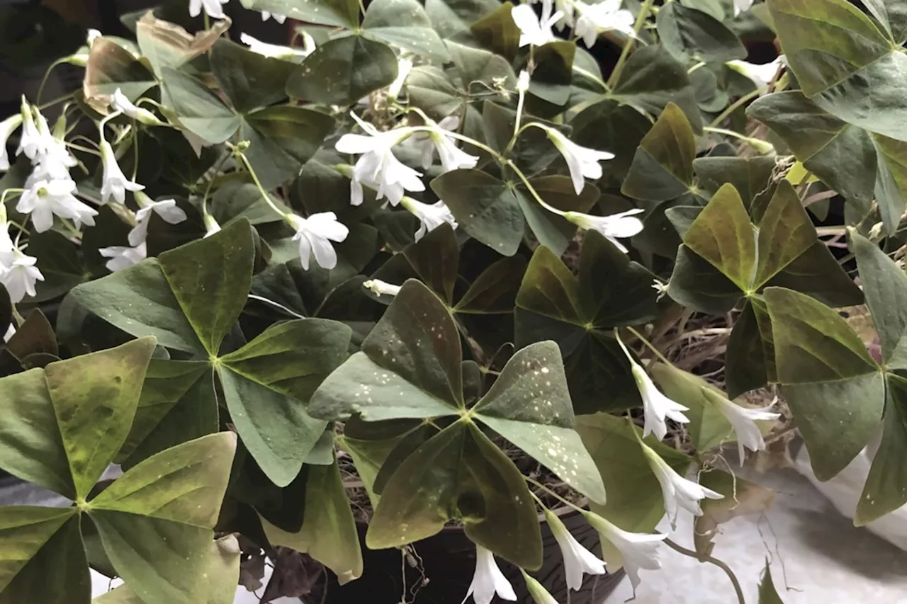 It's not what St. Patrick used, but today's three-leaved shamrock can make a nice houseplant