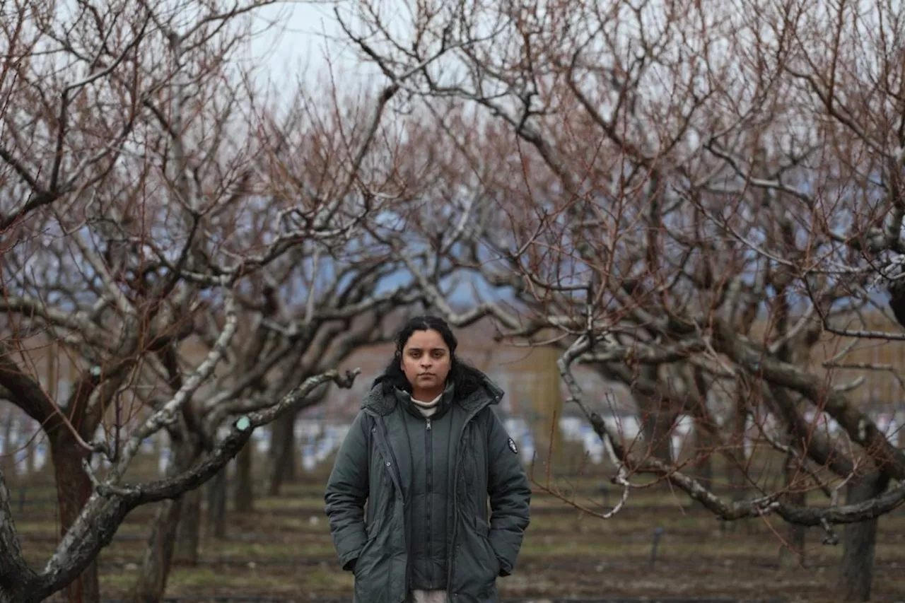 This B.C. farm can grow softball-sized peaches. This year they'll rely on vegetables