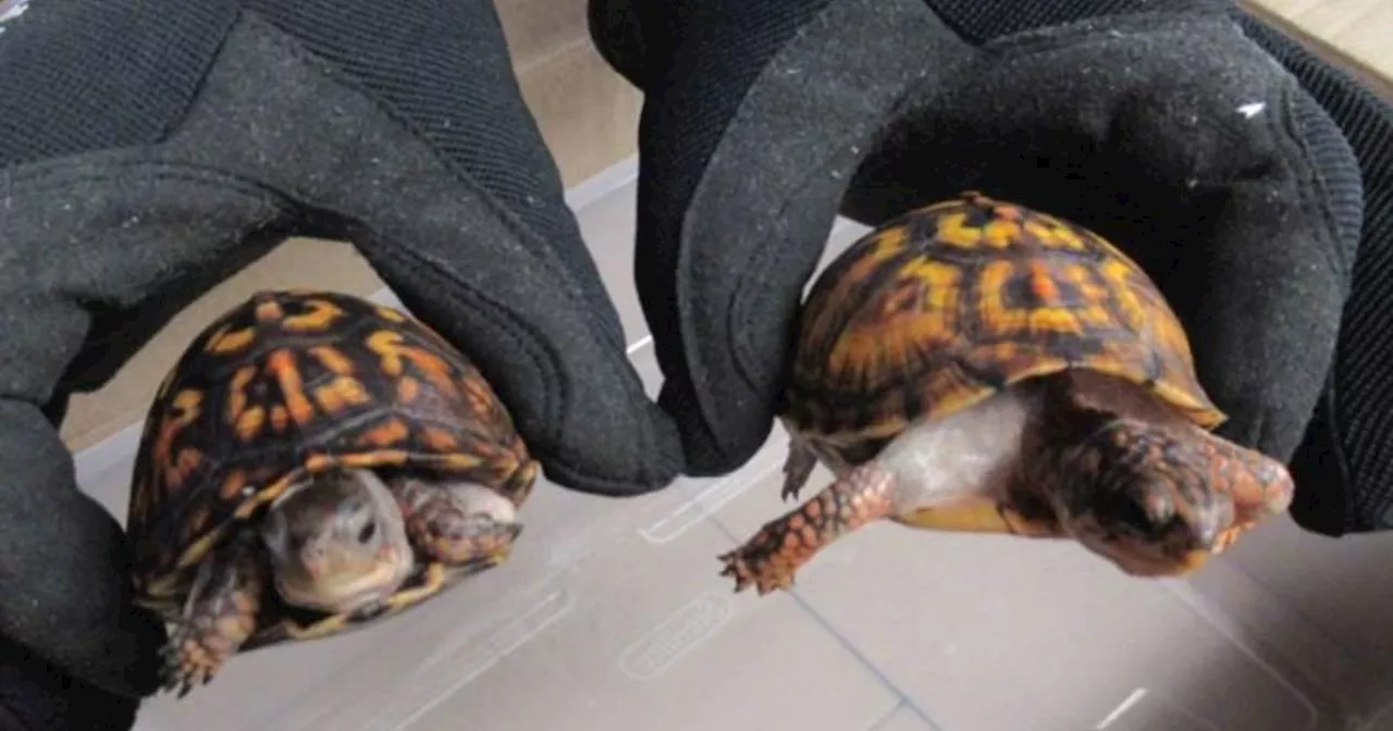 Chinese Man Charged with Trafficking Turtles to Hong Kong