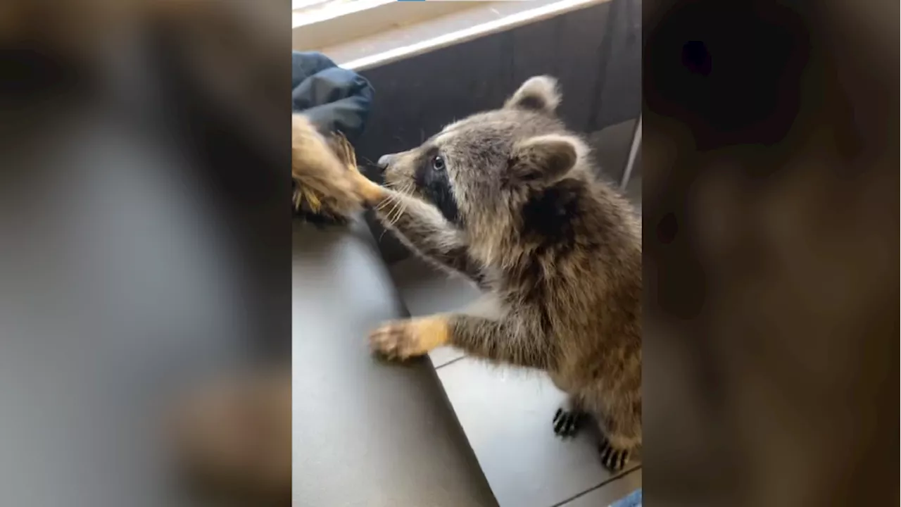 Video shows raccoon wandering around Scarborough McDonalds