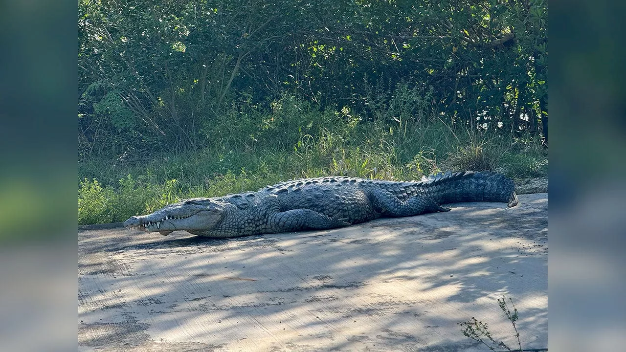 Man airlifted to hospital after crocodile bite in south Florida