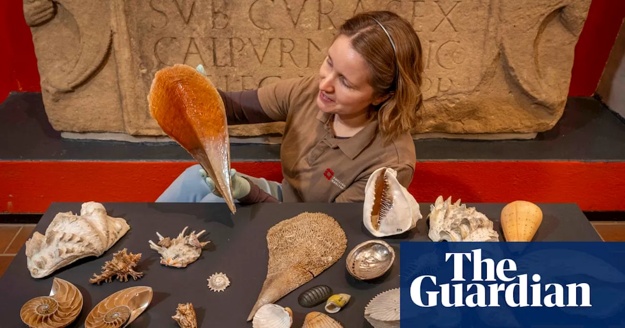 Shells from Captain Cook’s final voyage saved from skip