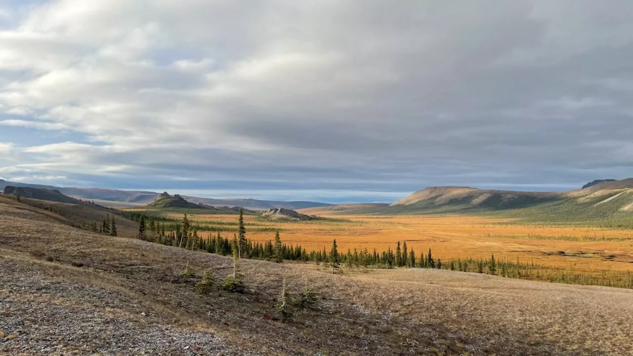 Trees are expanding north in Alaska’s Arctic as a result of sea ice loss