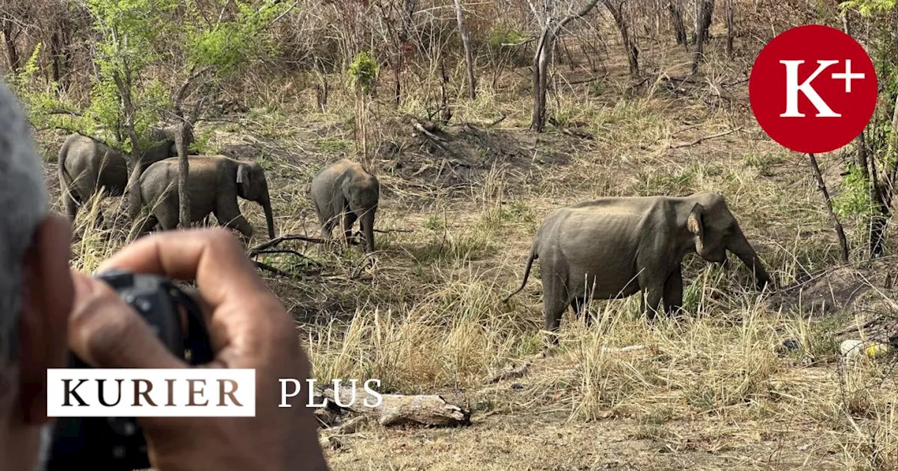 Elefanten-Insel Sri Lanka: Im Reich der grauen Riesen