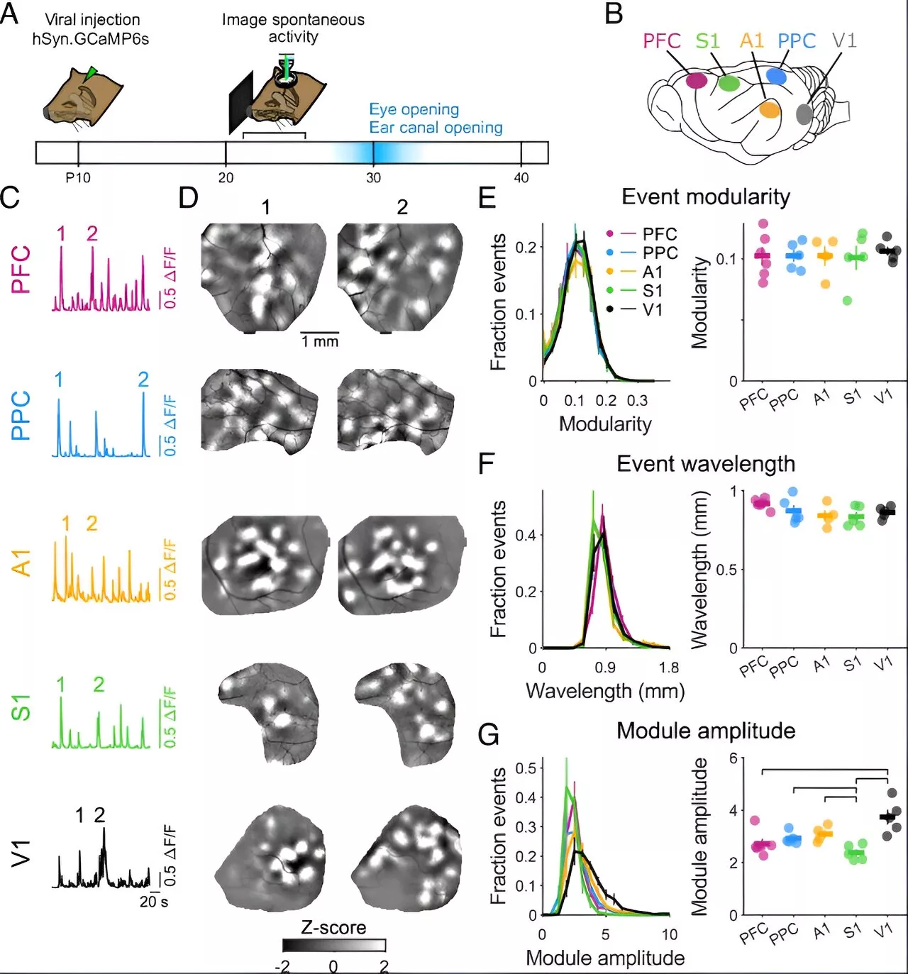 Study reveals shared blueprint in brain development across different functional areas