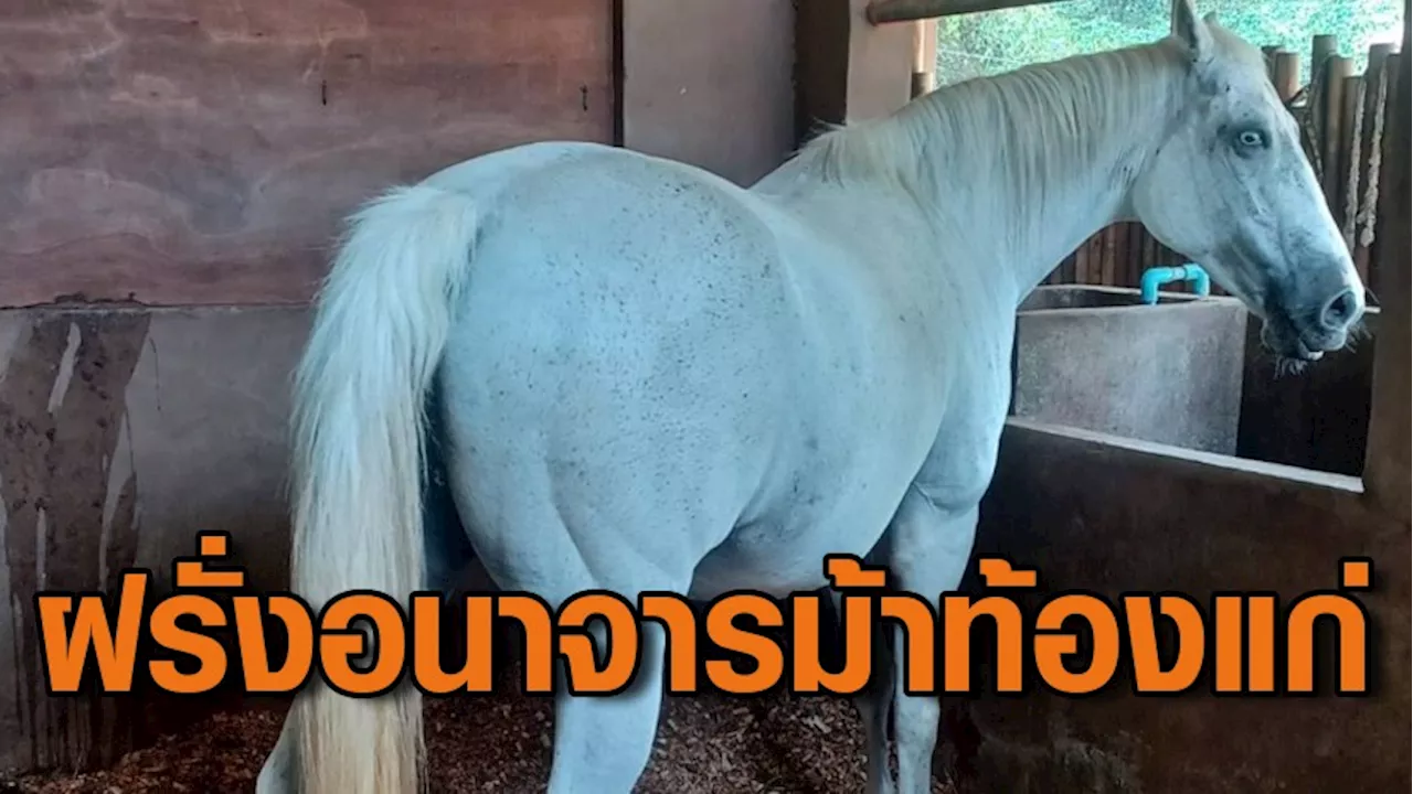 หนุ่มต่างชาติ วัย 18 บุกคอกม้า อนาจารล้วงอวัยวะเพศม้าท้องแก่จนแท้งลูก
