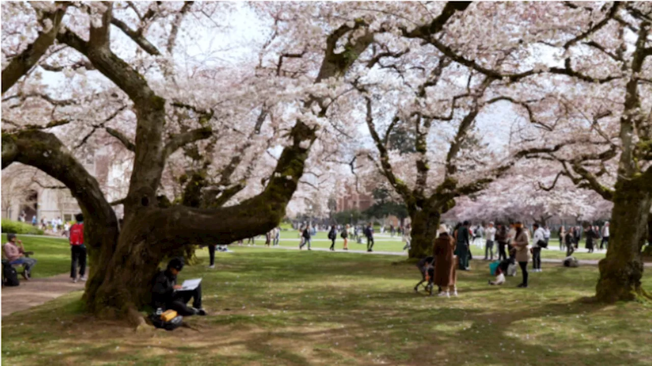 Univ. of Washington cherry trees close in on full bloom