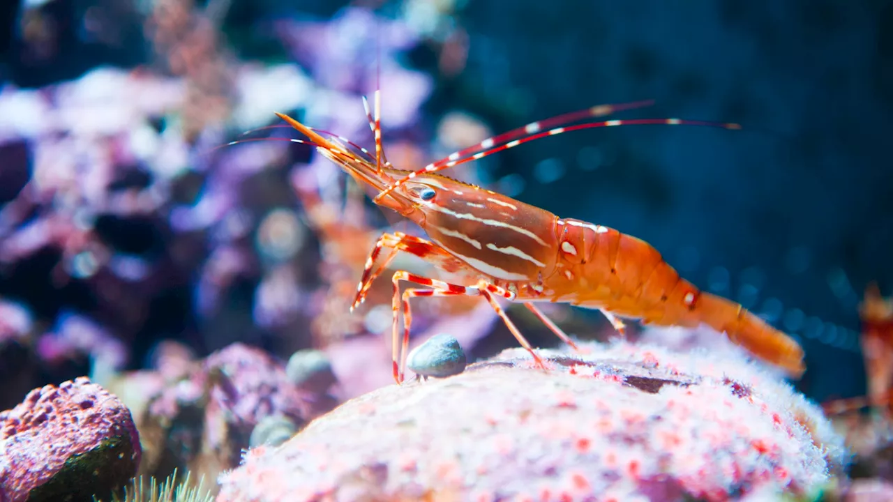 Monterey Bay Aquarium's Shrimp Week Celebrates Small Critters with Witty Wordplay