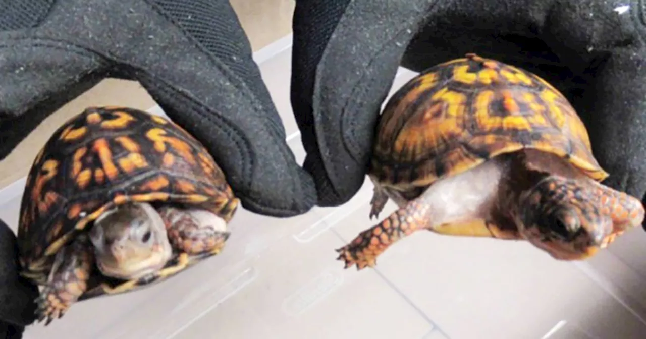 Man charged with smuggling box turtles found in socks in California