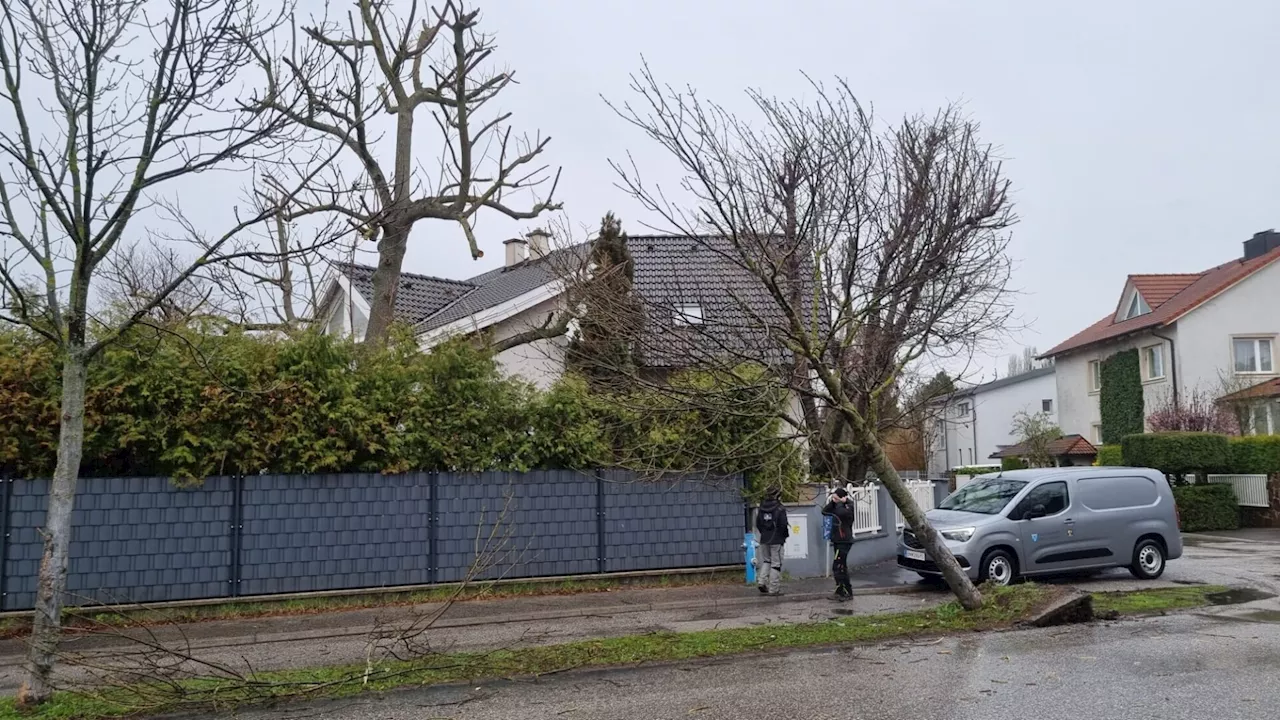 Unfall in der Schafflerhofstraße: Fahrerflucht nach Baumkollision